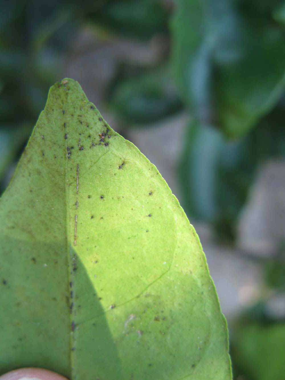              Margin (Winter Haven, FL)       